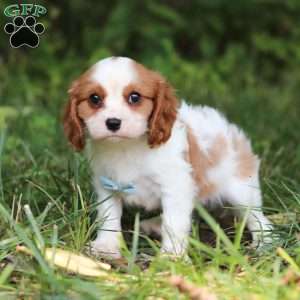 Donny, Cavalier King Charles Spaniel Puppy